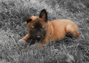 Hôtel Canin - Pension Canine de Julie Chillac Charente