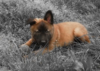 Hôtel Canin - Pension Canine de Julie Chillac Charente