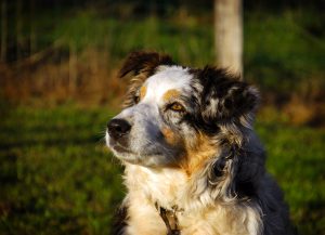 Hôtel Canin - Pension Canine de Julie Chillac Charente