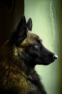 Hôtel Canin - Pension Canine de Julie Chillac Charente