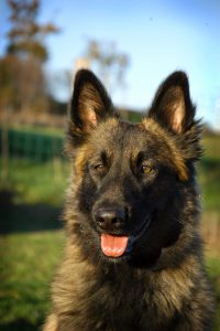 Hôtel Canin - Pension Canine de Julie Chillac Charente