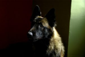 Hôtel Canin - Pension Canine de Julie Chillac Charente