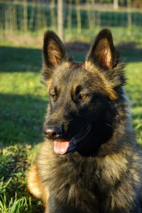 Hôtel Canin - Pension Canine de Julie Chillac Charente