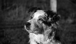 Hôtel Canin - Pension Canine de Julie Chillac Charente