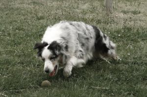 Hôtel Canin - Pension Canine de Julie Chillac Charente