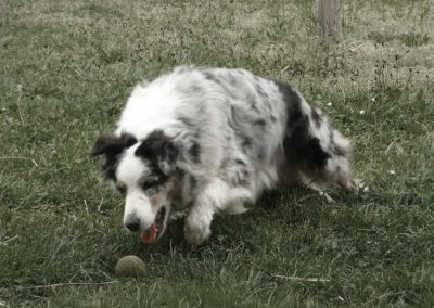 Hôtel Canin - Pension Canine de Julie Chillac Charente