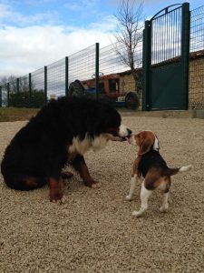 Hôtel Canin - Pension Canine de Julie Chillac Charente