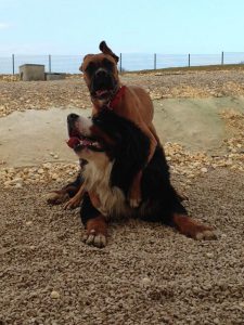 Hôtel Canin - Pension Canine de Julie Chillac Charente