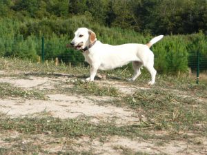 Hôtel Canin - Pension Canine de Julie Chillac Charente