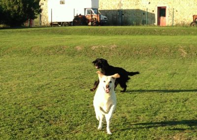 Hôtel Canin - Pension Canine de Julie Chillac Charente