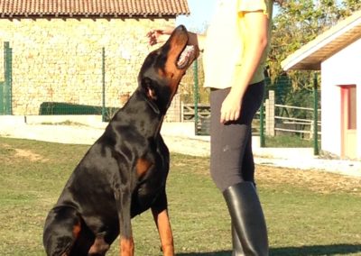 Hôtel Canin - Pension Canine de Julie Chillac Charente