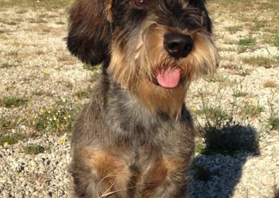 Hôtel Canin - Pension Canine de Julie Chillac Charente