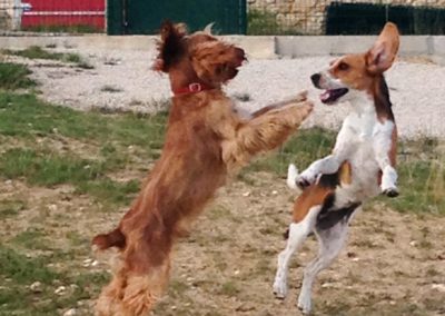 Hôtel Canin - Pension Canine de Julie Chillac Charente