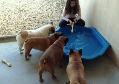 Hôtel Canin - Pension Canine de Julie Chillac Charente